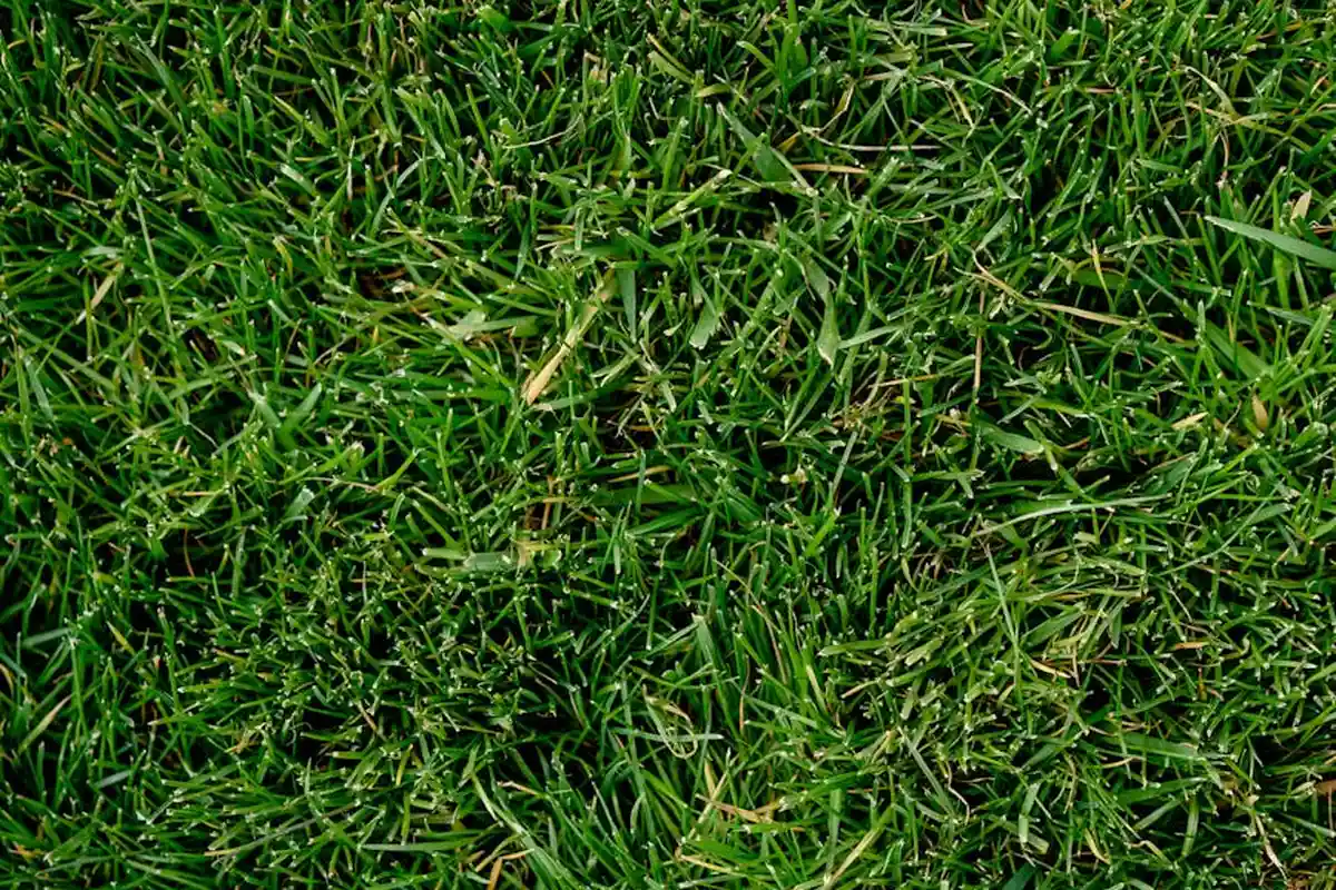 Close-up of lush green grass blades