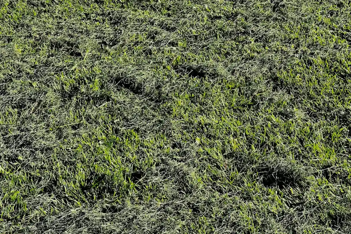 Close-up view of a lawn with sparse green blades and visible soil thatch, illustrating a lawn that can benefit from aeration.