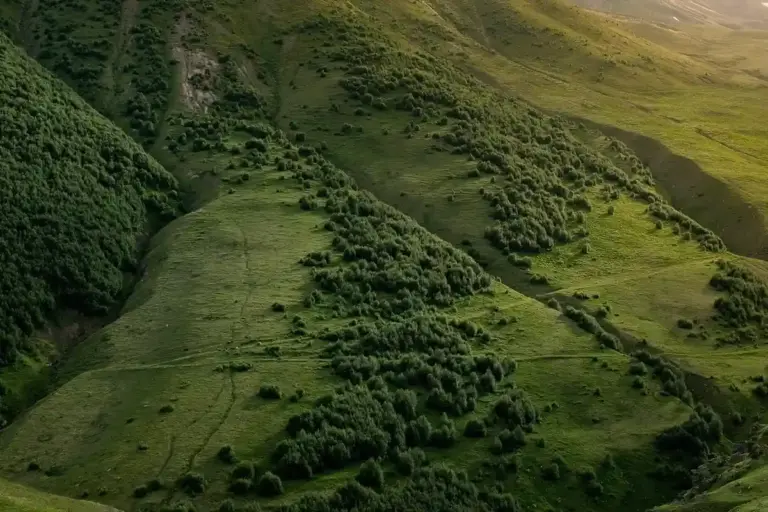 A steep hillside covered in green grass with scattered shrubs and uneven terrain.