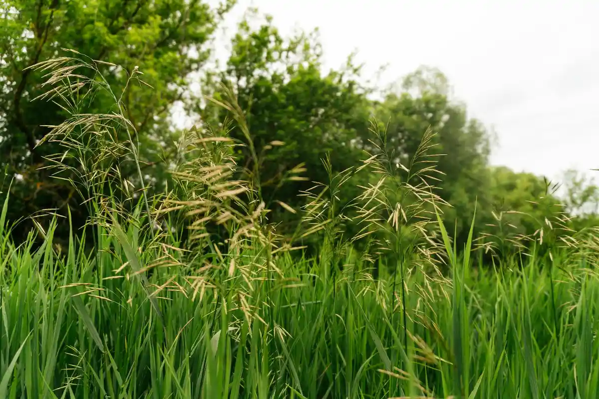 Close-up of tall grasses in a meadow with green trees in the background