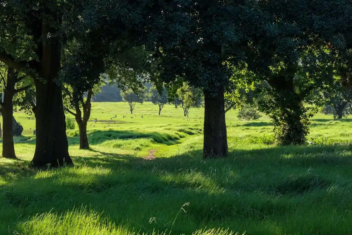 Sunlit open lawn with tall trees and lush green grass, illustrating a clean surface ready for weed control and seed preparation