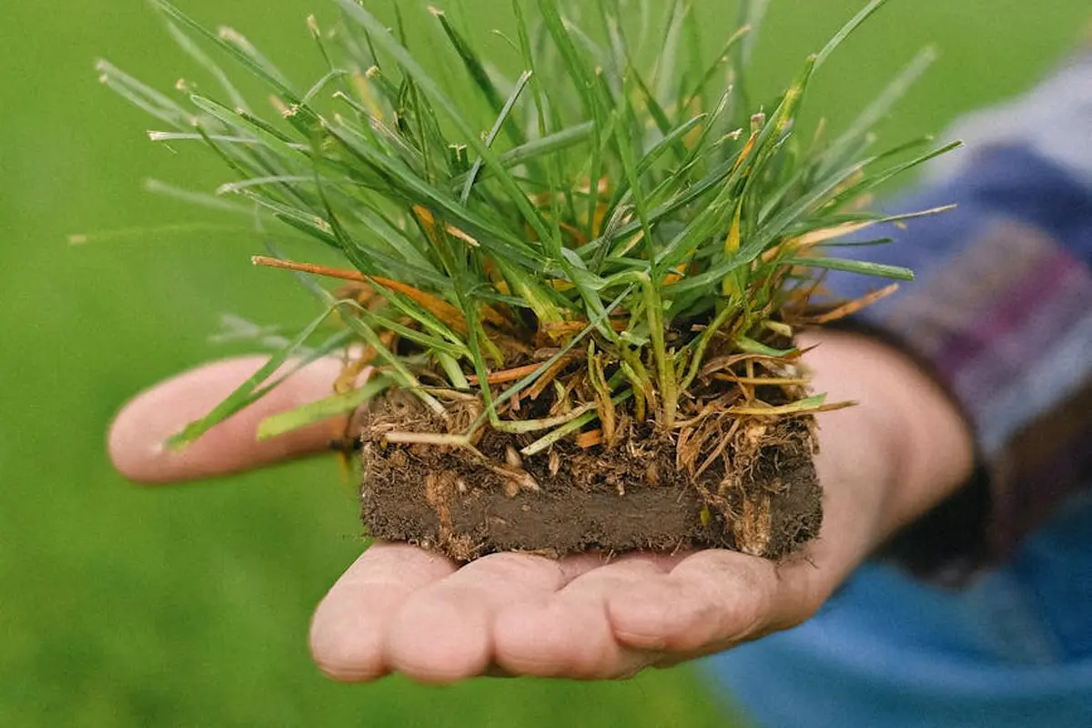 Close-up of a hand holding a small turf plug with green grass blades, illustrating real-world lawn conditions.