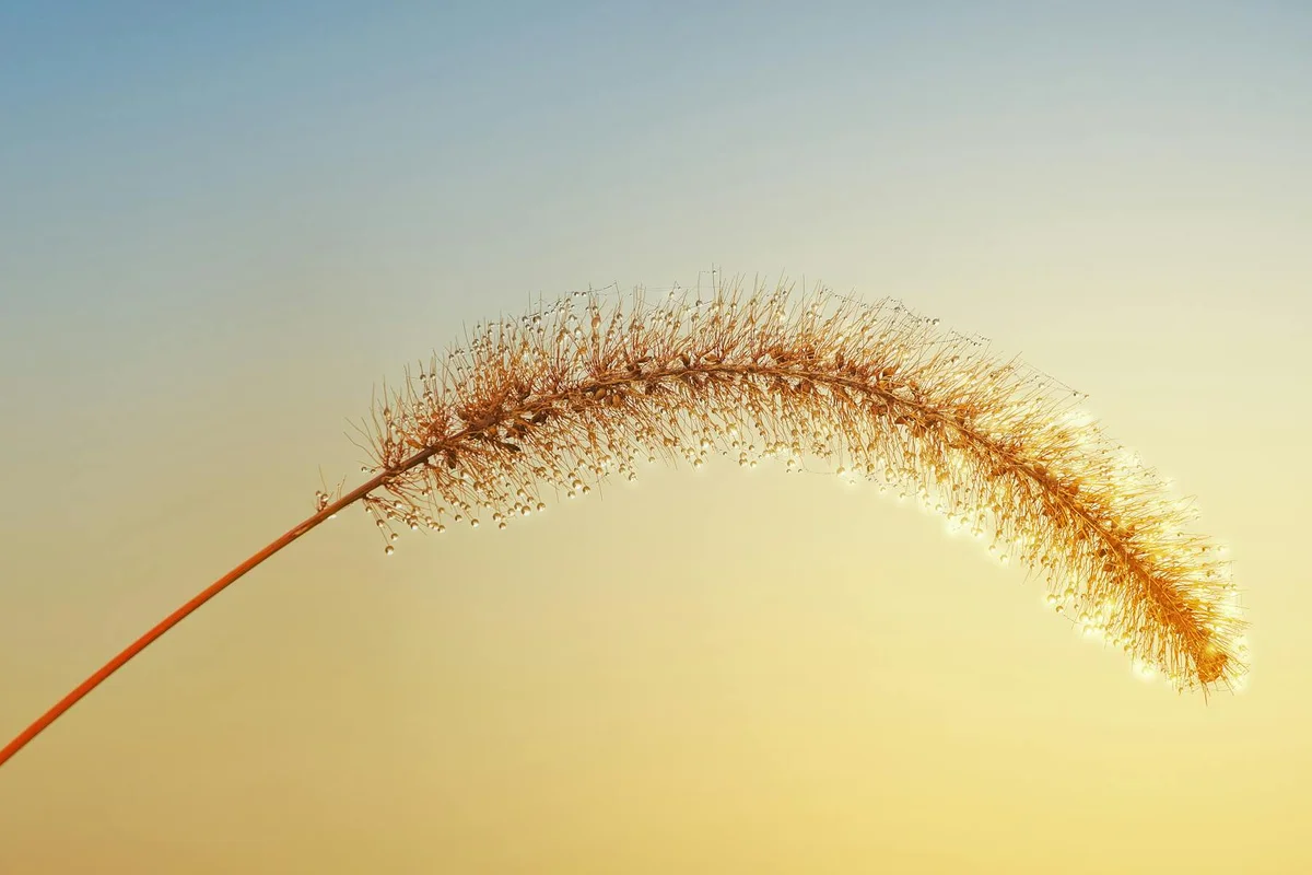 Close-up of a feathery grass seed head arching over a warm sunset sky.