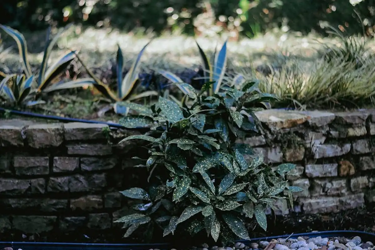Stone-edged garden bed with a low stone wall and lush, green plants.