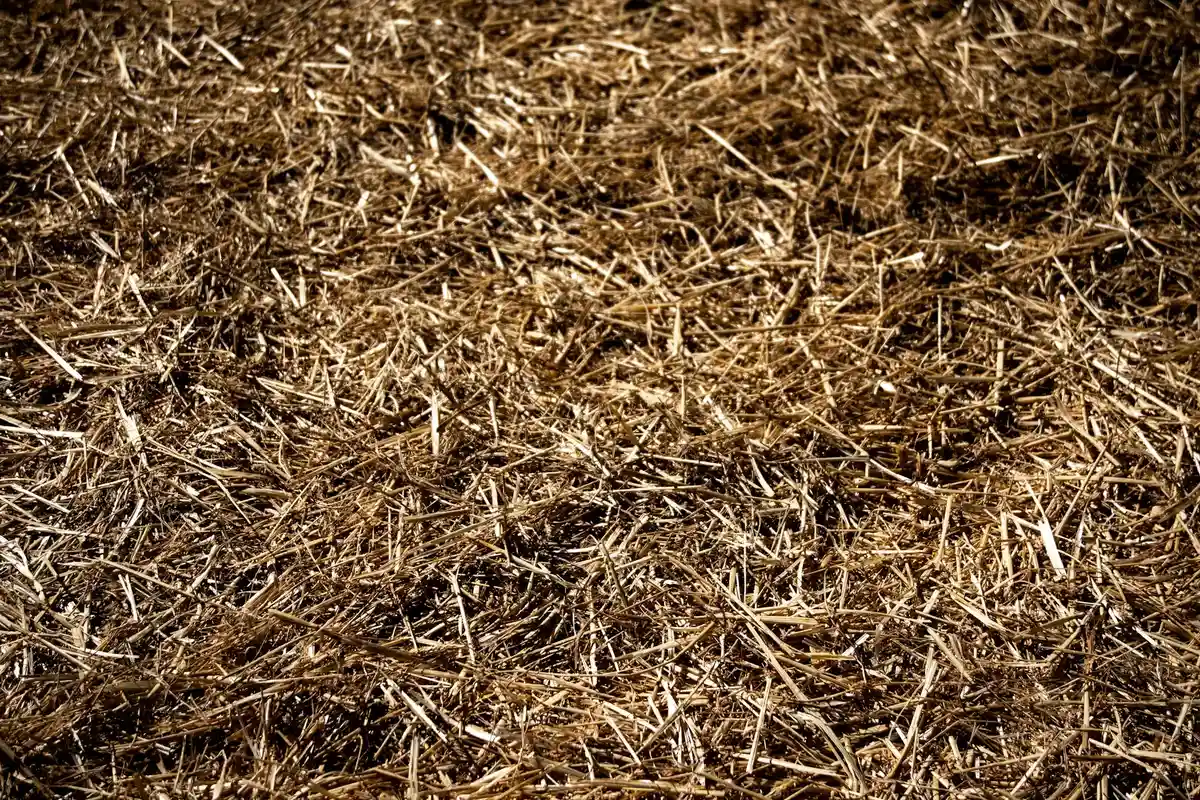 Close-up of straw mulch covering soil to protect newly seeded grass before germination.