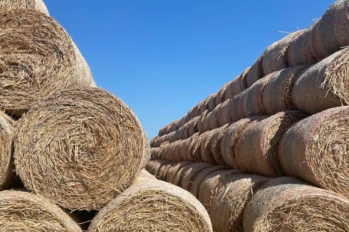 Stack of cylindrical straw bales piled outdoors against a clear blue sky.
