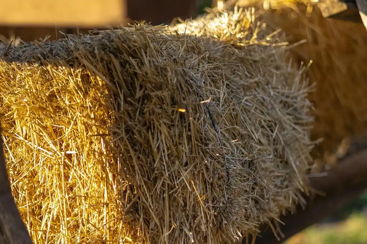 Close-up of sunlit straw bales showing dry golden straw fibers