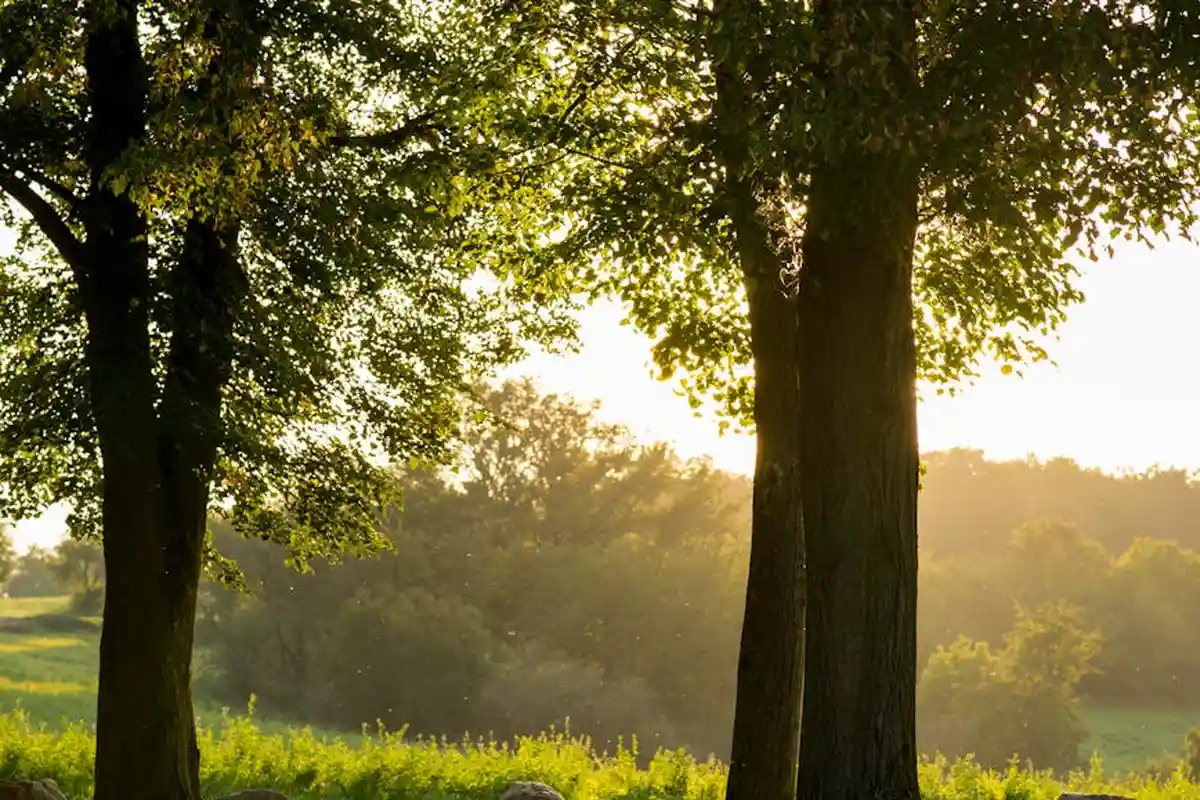 Sunlit lawn with mature trees and a green field, sunlight filtering through the leaves