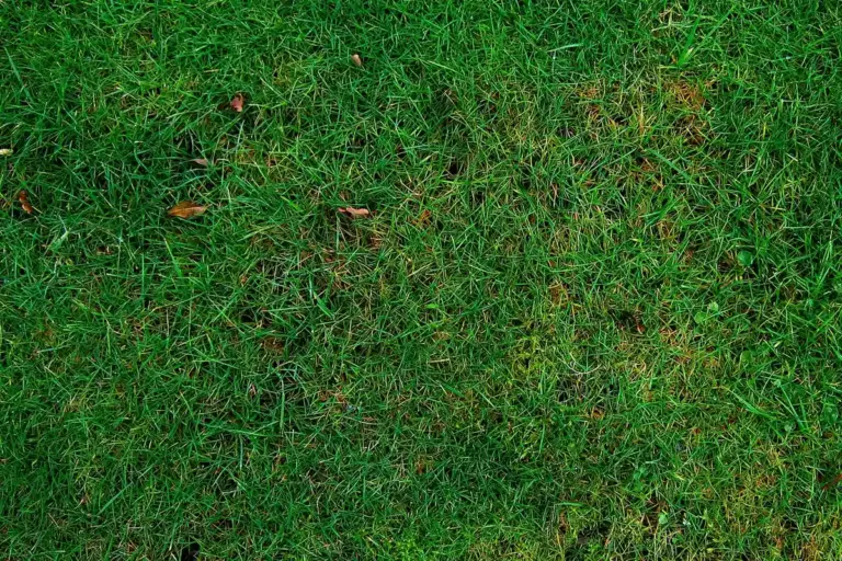 Close-up view of a lush green lawn with some brown patches and scattered leaves.