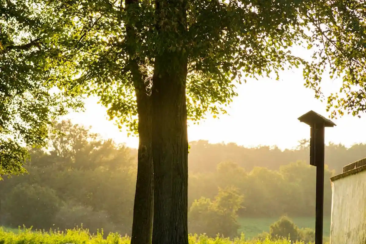 Sunlit tree over a grassy lawn with a small wooden birdhouse and a bright horizon