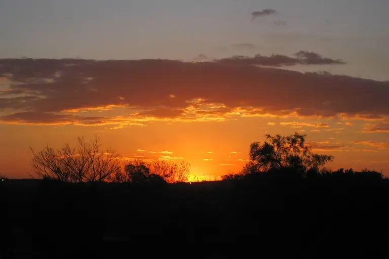 Silhouette of trees against an orange sunset on the horizon, representing the idea of clean, well-defined edges for lawn borders.