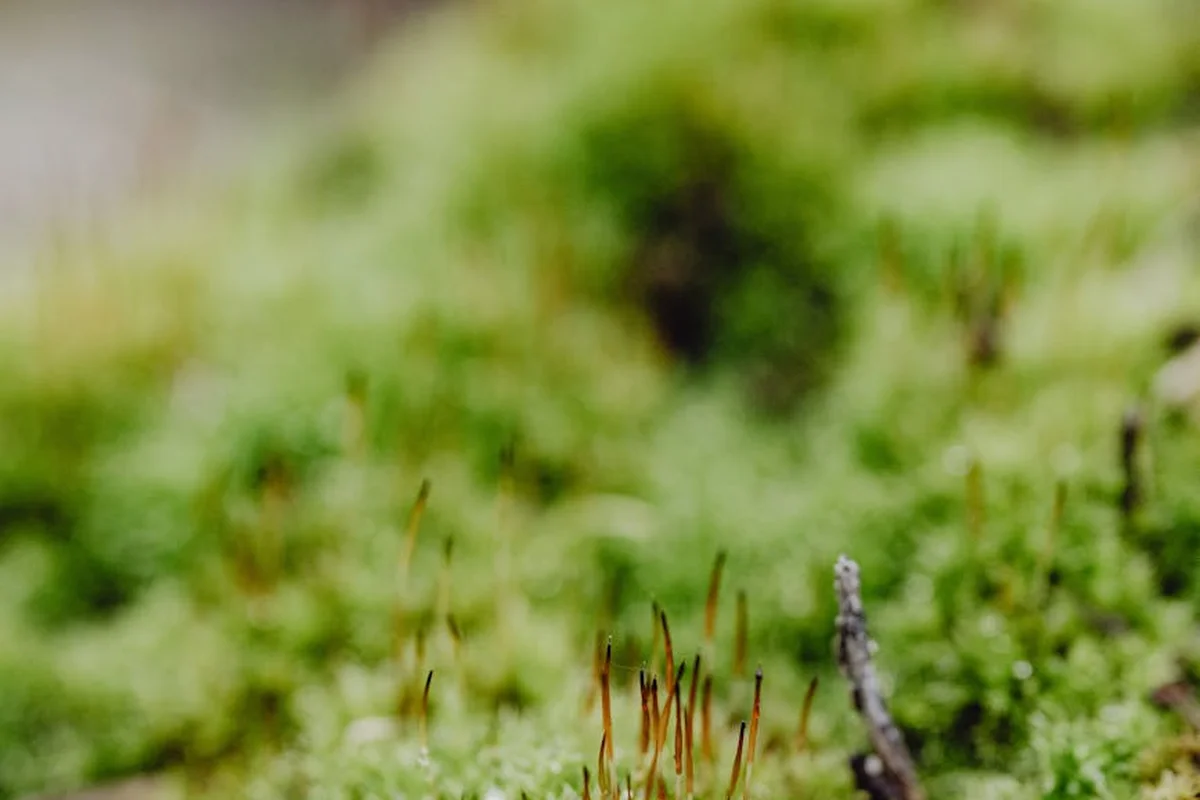 Close-up of a mossy soil surface with tiny vertical brown stalks, blurred green background.