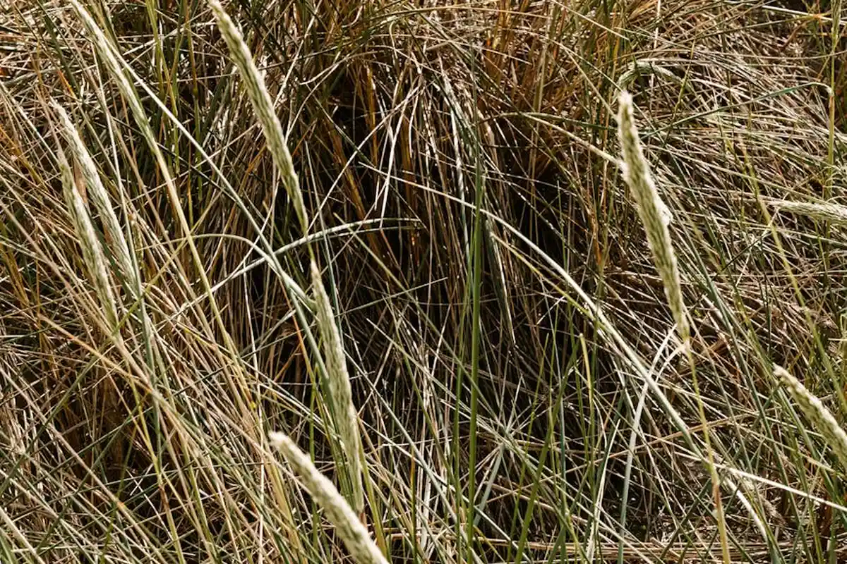 Close-up of dense, dry lawn thatch with intertwining brown and beige grass blades