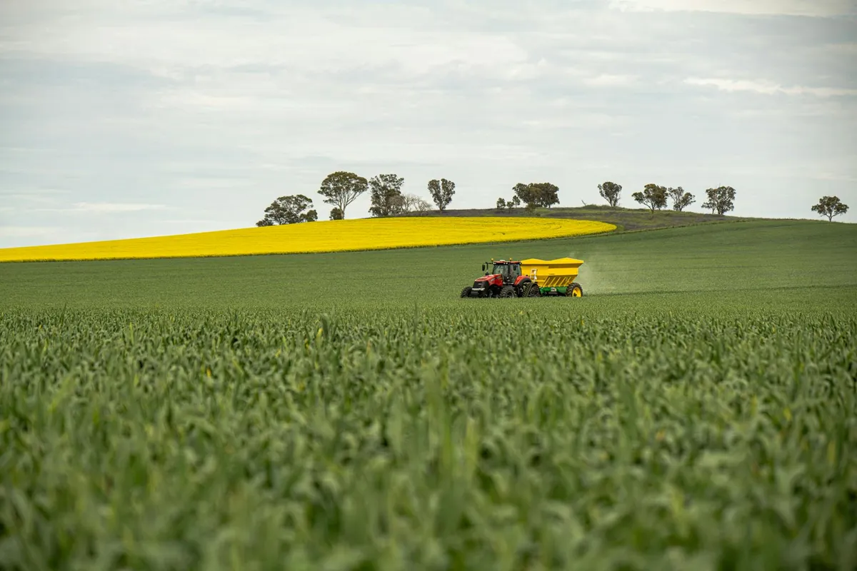 A tractor with a fertilizer spreader applies nutrients across a green field, with a hill of yellow flowering crops in the distance.