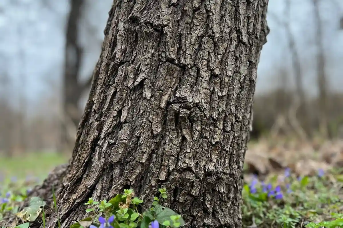 Tree trunk with small purple wild violets blooming around its base in a grassy lawn.