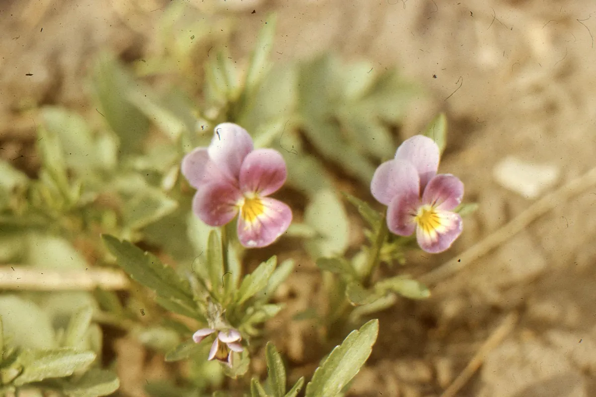 Close-up of pink-purple wild violets with yellow centers growing in sandy soil.