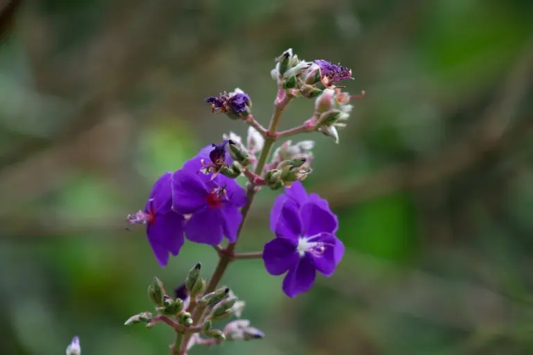 Close-up of purple wildflowers growing in a lawn with a blurred green background.