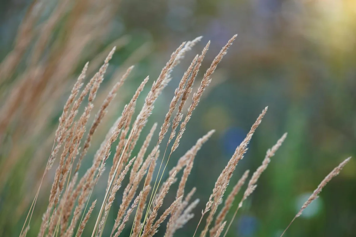 Close-up of tall dried grass seed heads in a sunlit garden
