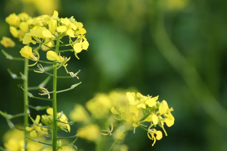 Close-up of bright yellow flowers on a green stem with a blurred green background