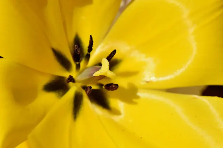 Close-up of a bright yellow tulip flower with visible stamen and pistil.