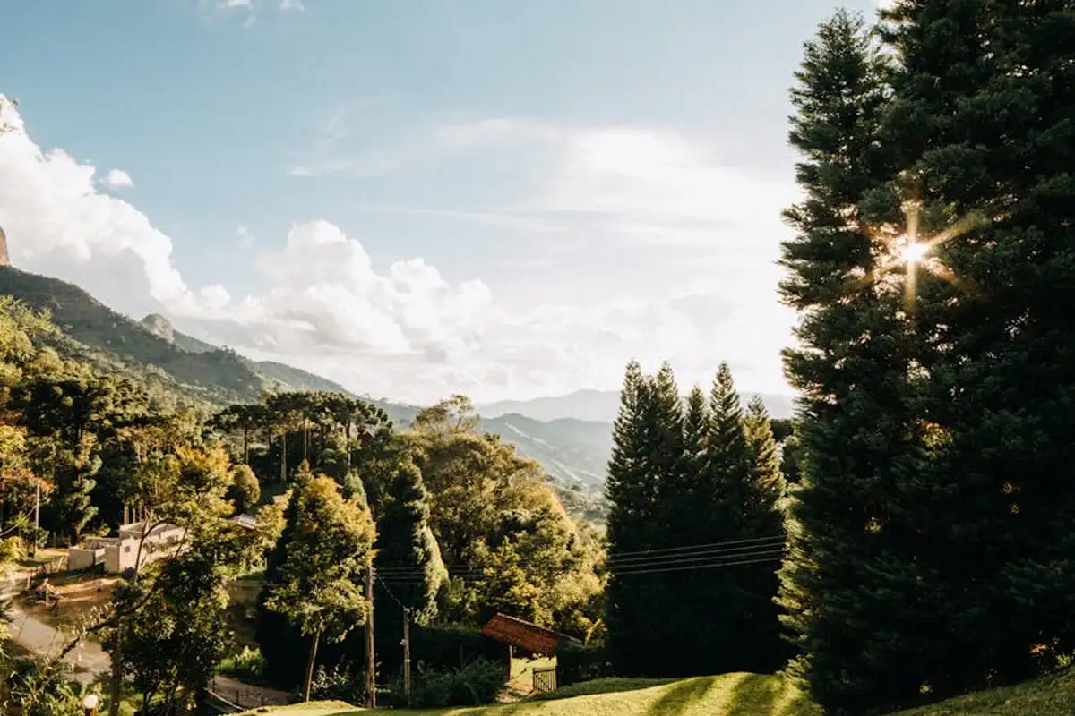 Sunlit hillside landscape with evergreen trees and distant mountains, illustrating a healthy lawn foundation.