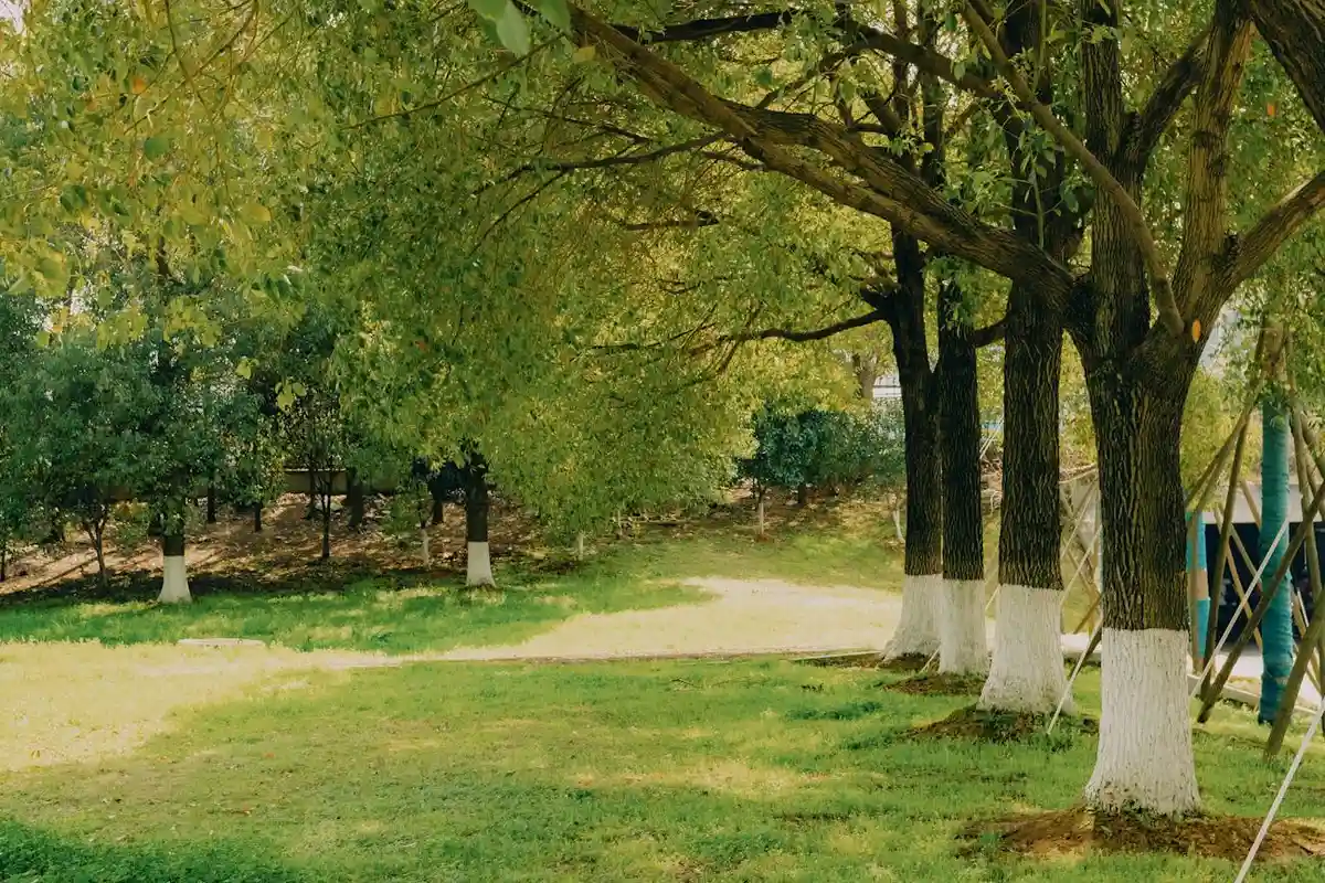 Shaded park-like lawn with healthy green zoysia grass and white-painted tree trunks