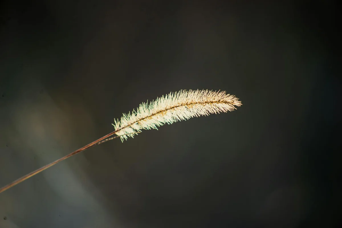 A single zoysia grass seed head on a slender stem against a dark, blurred background.