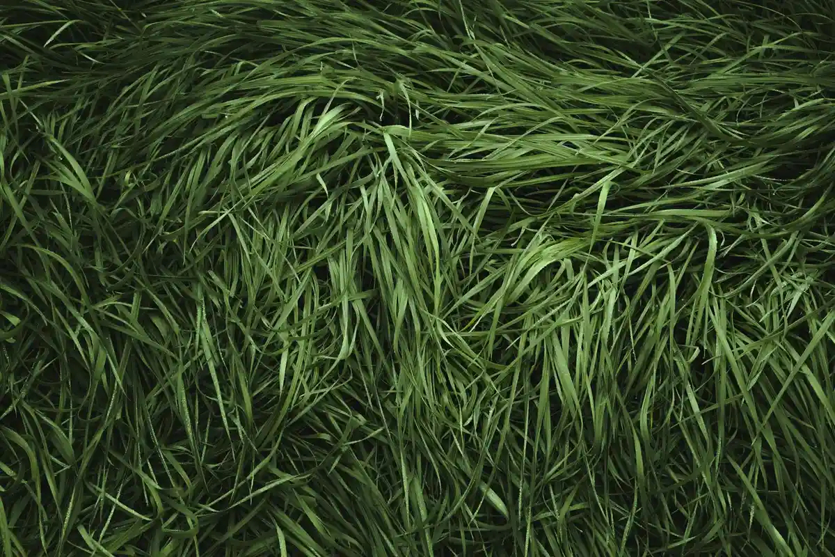 Close-up of dense, green Zoysia grass blades forming a lush lawn