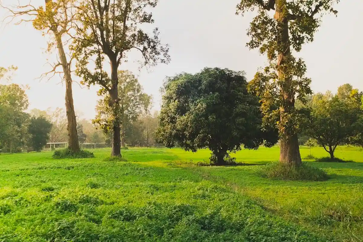 Sunlit, well-kept green lawn with trees in a park-like setting.
