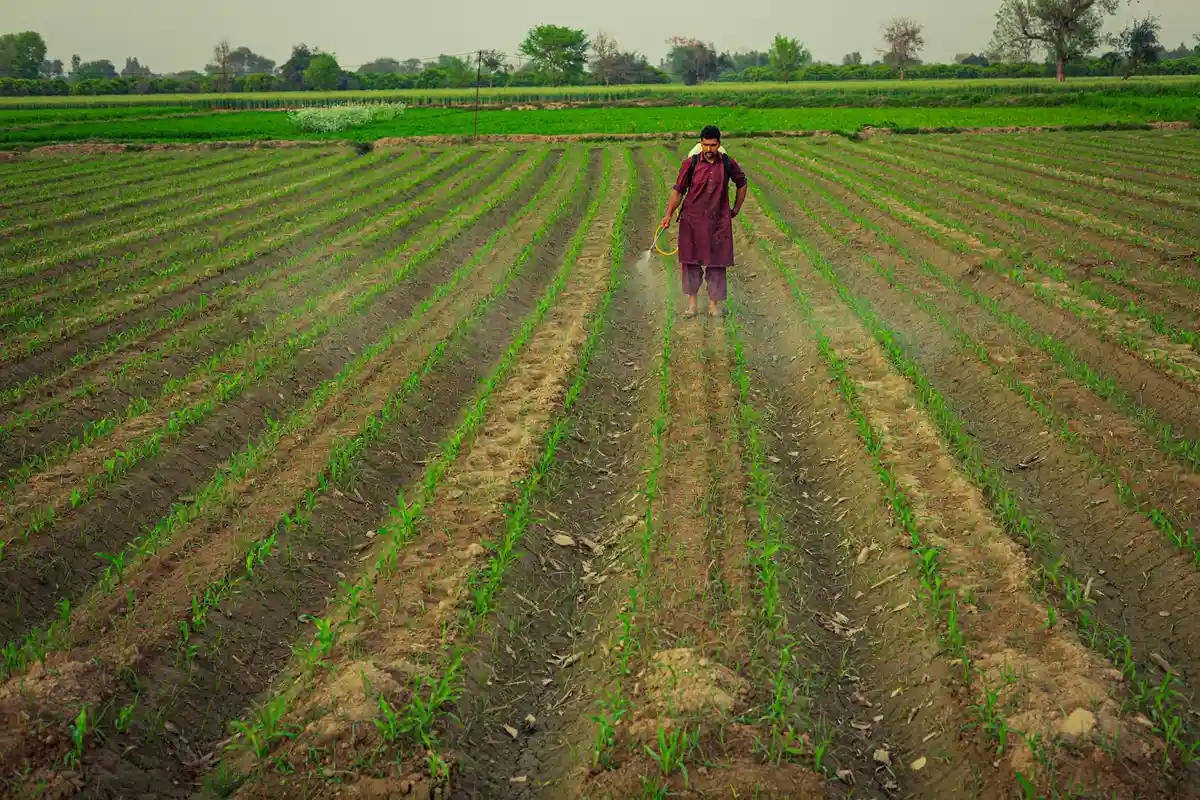 A farmer stands in a cultivated field with evenly spaced rows of young green plants being watered.