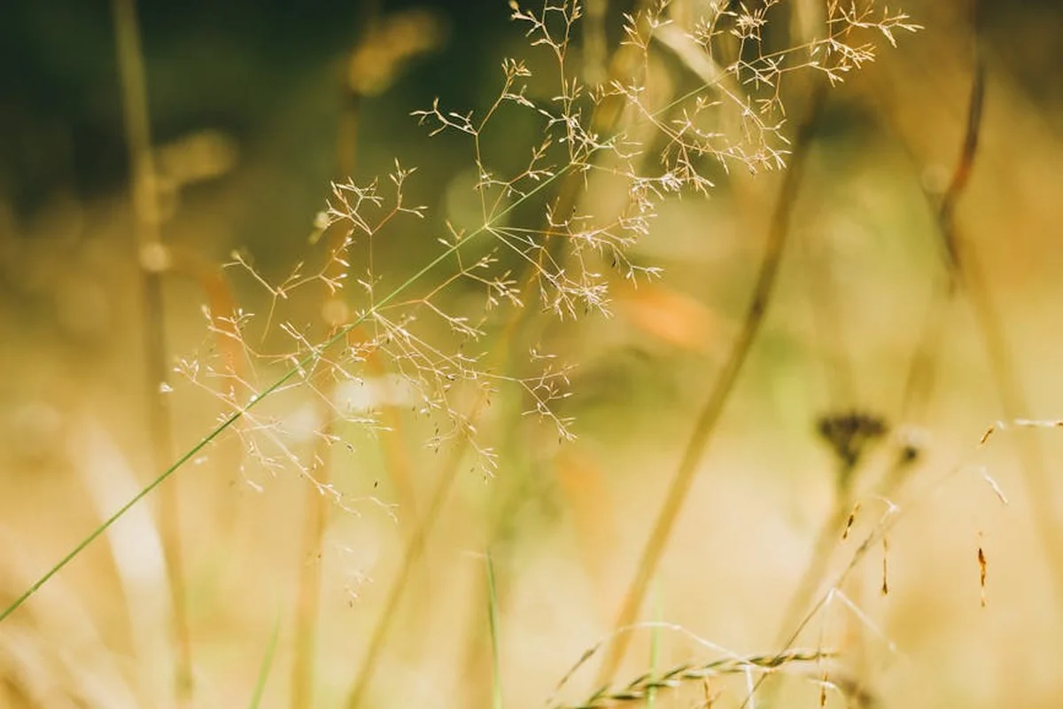 Close-up of tall grass seed heads in a sunlit field.