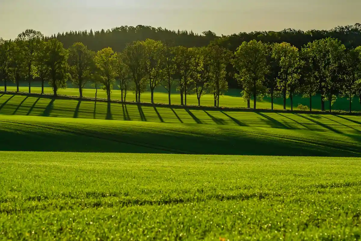 Sunlit green field with a row of trees casting long shadows across a neatly mowed lawn.