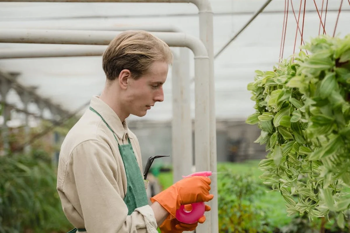Gardener wearing an orange glove and green apron applying a liquid to leafy plants with a pink spray bottle in a greenhouse.