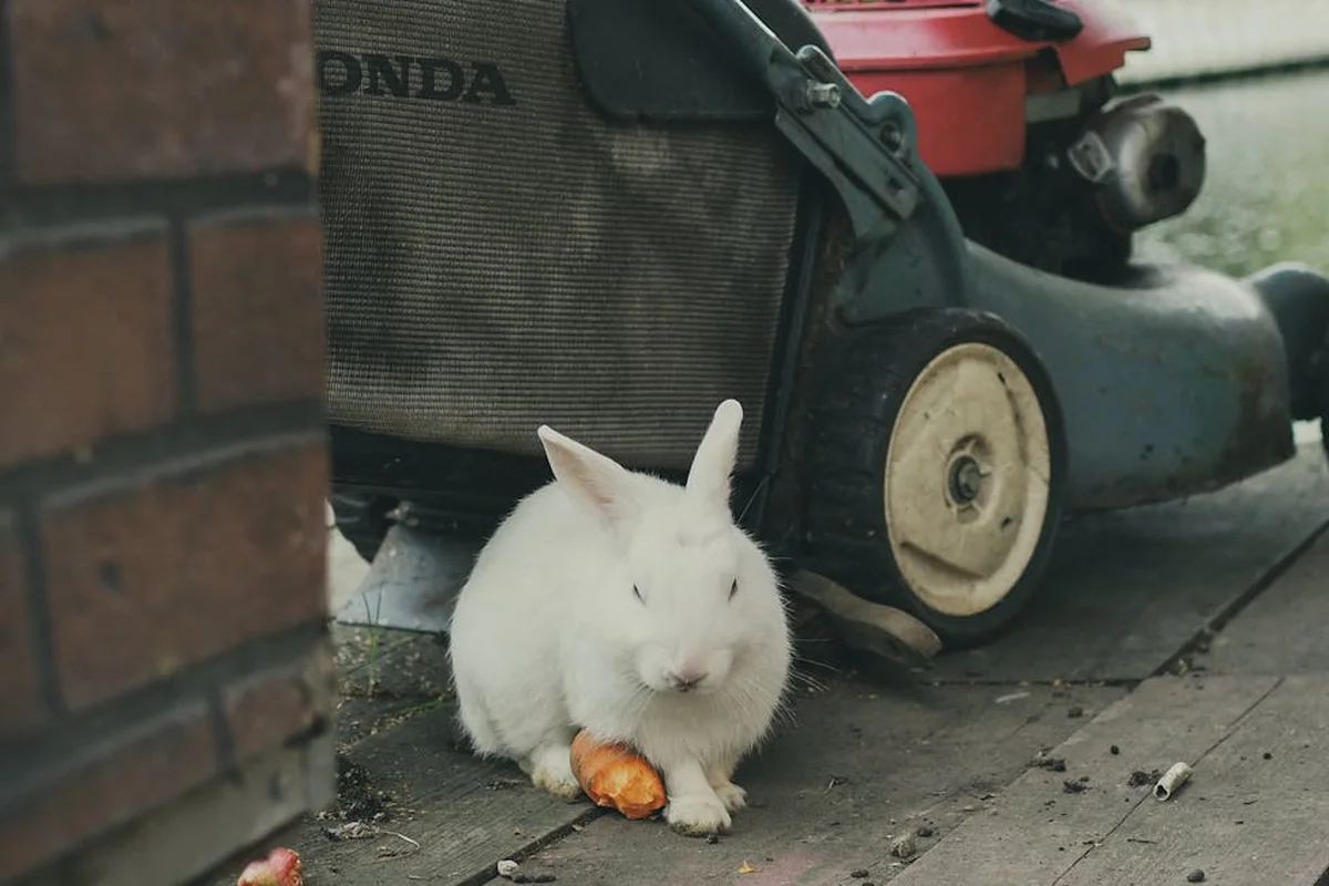 Small white rabbit sitting beside a push lawn mower on a concrete path with a carrot nearby