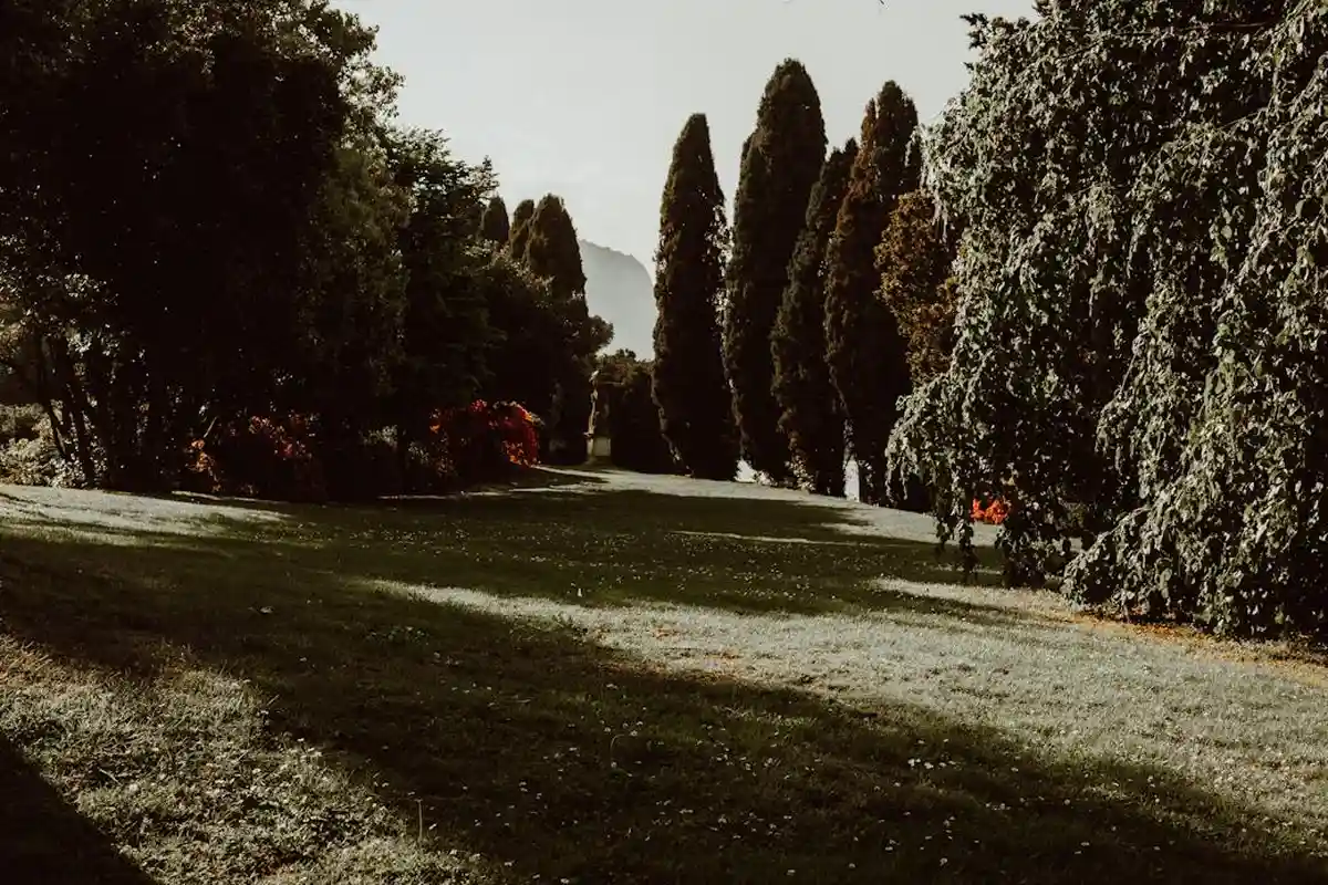 A sprawling lawn bordered by tall evergreen trees on both sides, illustrating the landscape homeowners consider when choosing between seed and sod.