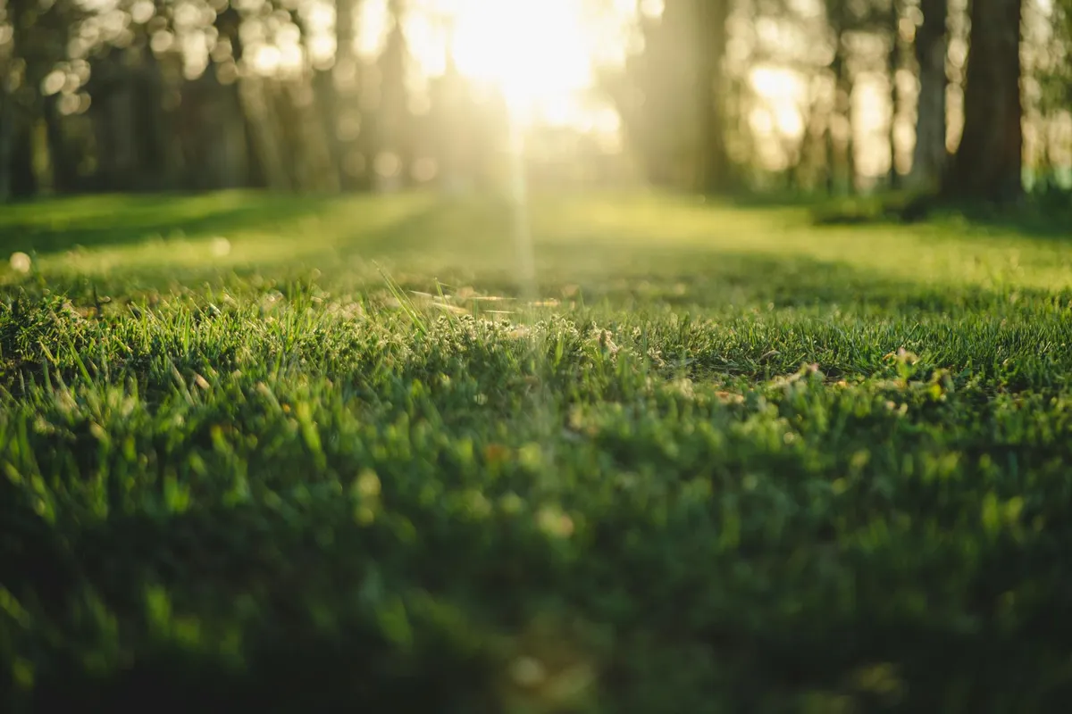 Sunlit green lawn with trees blurred in the background