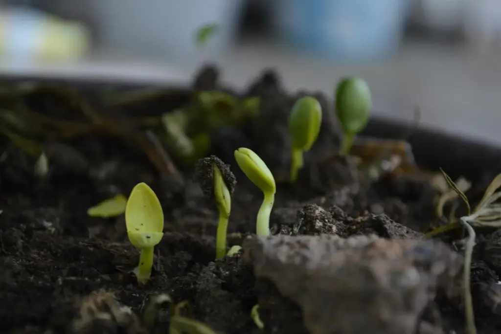 Should You Use Compost Tea or Liquid Fertilizer on Your Lawn?