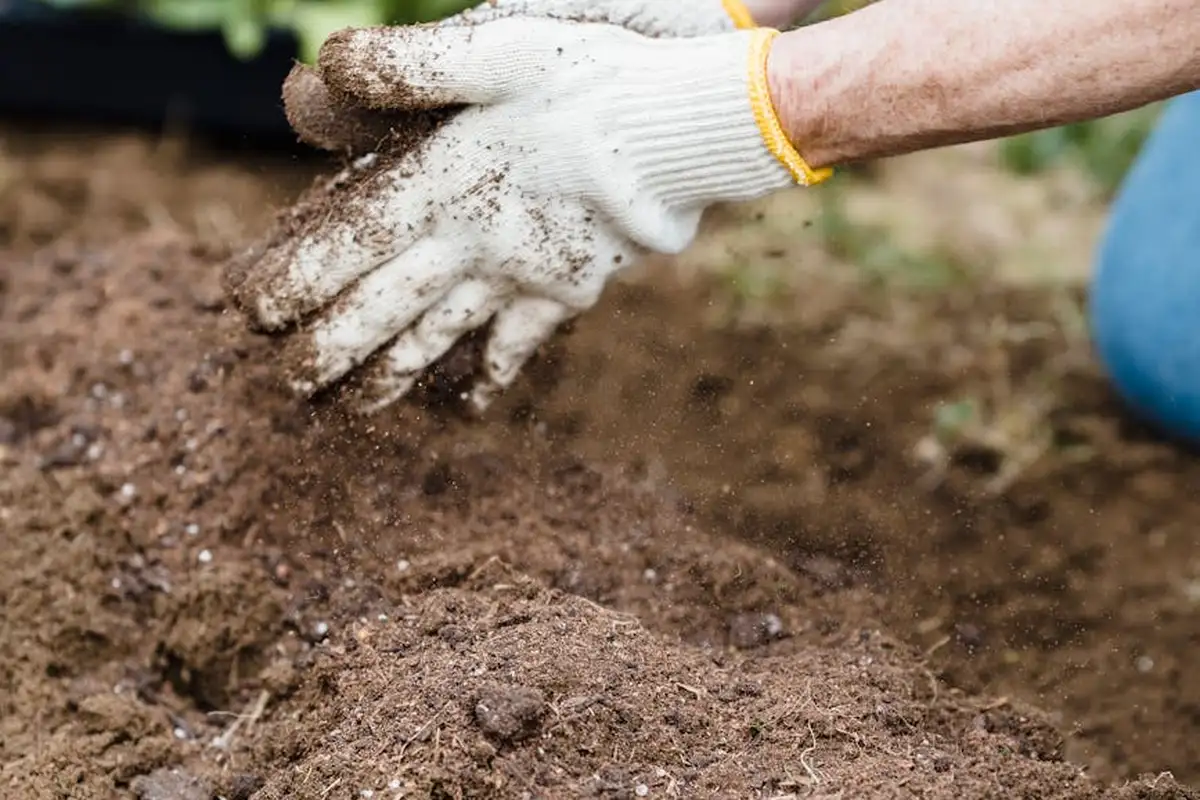 Gloved hands working with soil in a garden bed
