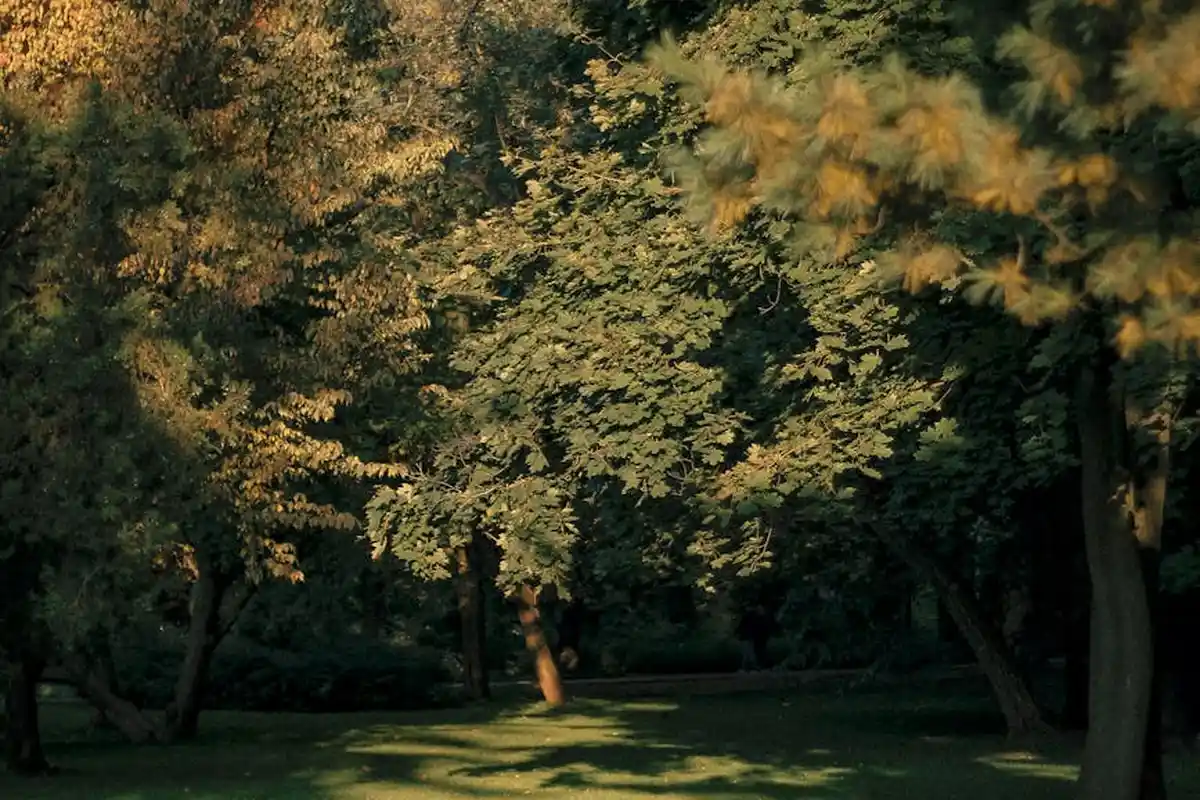 Sunlit park lawn with mature trees, illustrating a turf area prepared for discussing topdressing strategies.